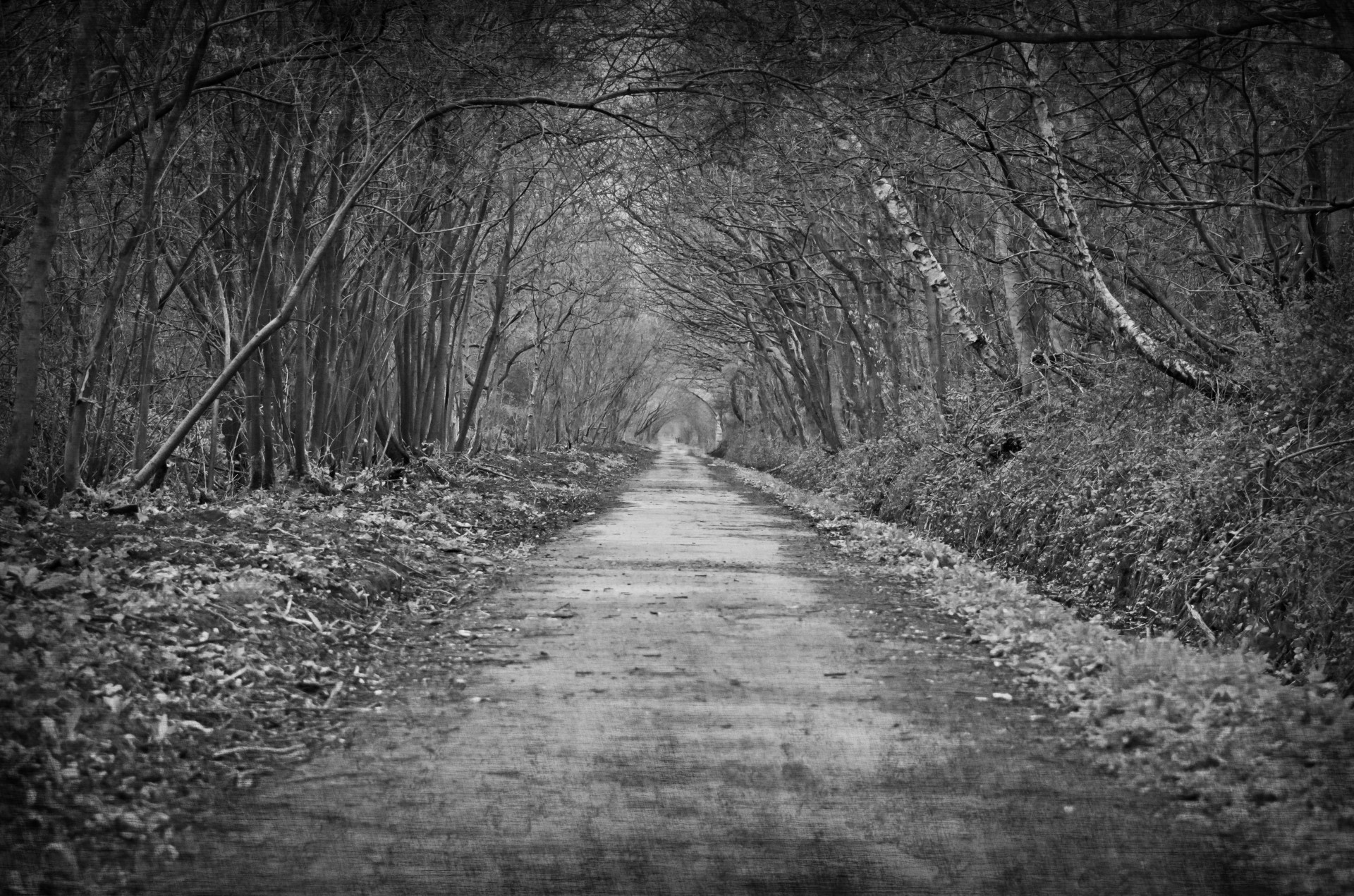 Way path. Тропинка в лесу. Черная тропинка. Тропа через лес. Дорога через поле.